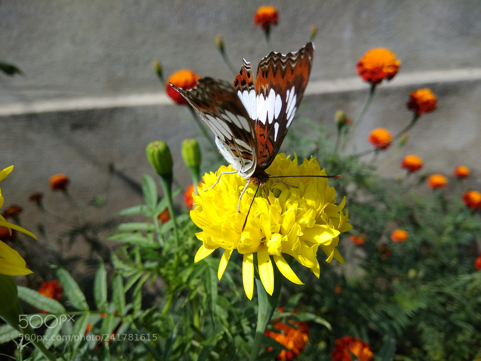 Xiaomi Redmi Note 4 sample photo. Butterfly photography