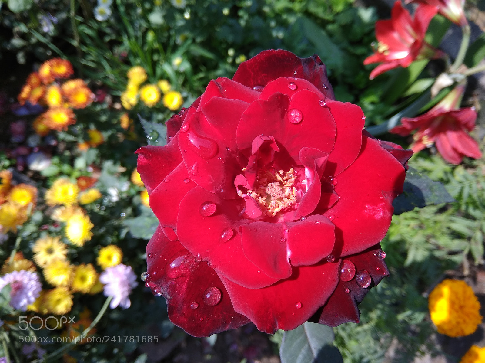 Xiaomi Redmi Note 4 sample photo. Red rose photography