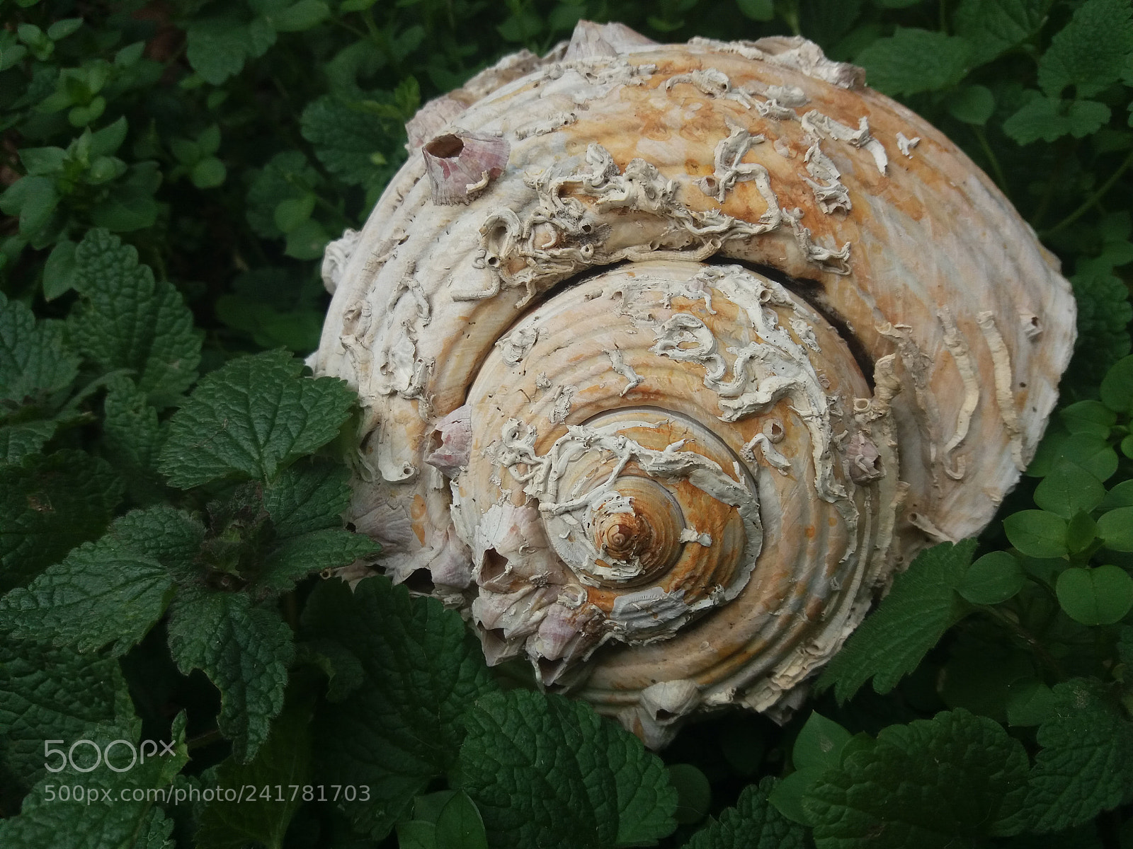 Samsung Galaxy J5(2016) sample photo. Spirals photography