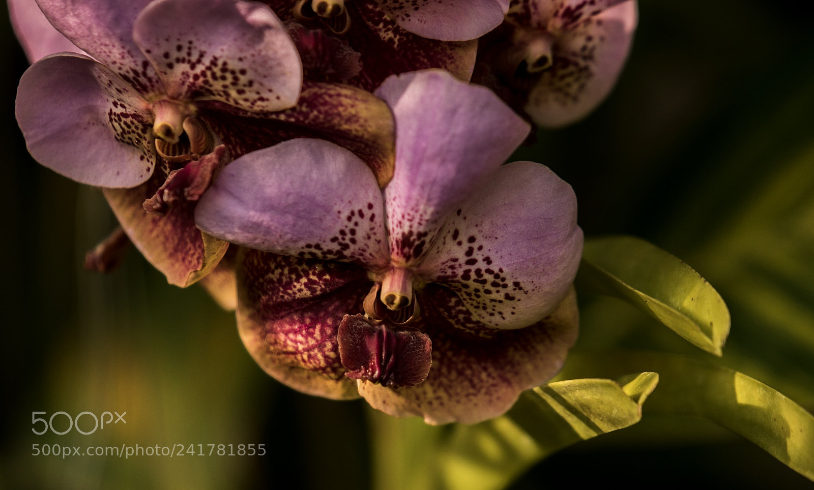 Nikon D5500 sample photo. Orchid for the day photography