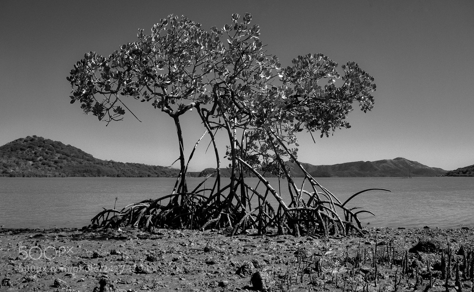 Sony Alpha a5000 (ILCE 5000) sample photo. Pal tuvier - mangrove photography