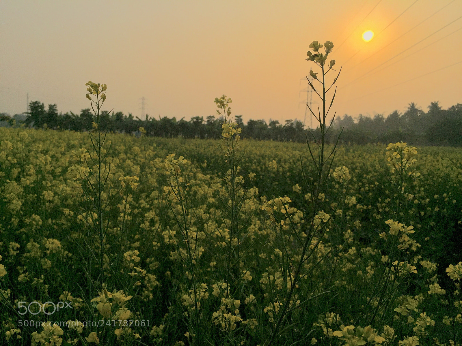 Apple iPhone 6 sample photo. Winter, sunset, iphone, prithwi photography