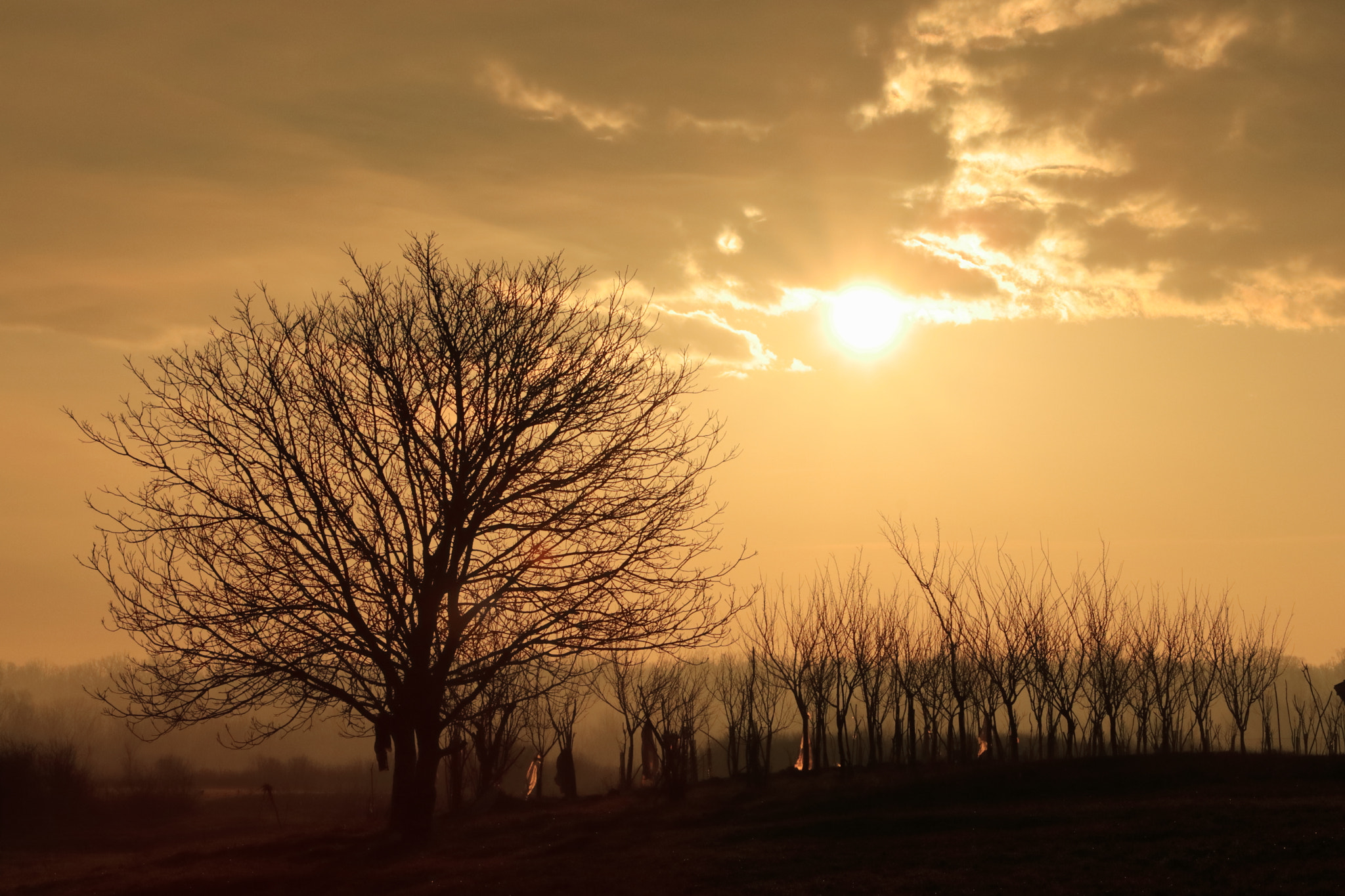 Canon EOS 77D (EOS 9000D / EOS 770D) + EF75-300mm f/4-5.6 sample photo. Orchard in sunrise photography