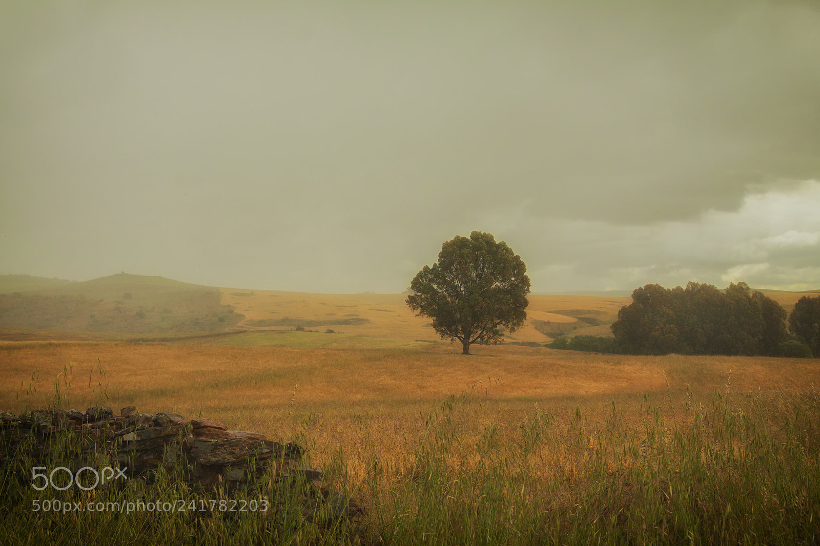 Canon EOS 50D sample photo. Naturaleza photography