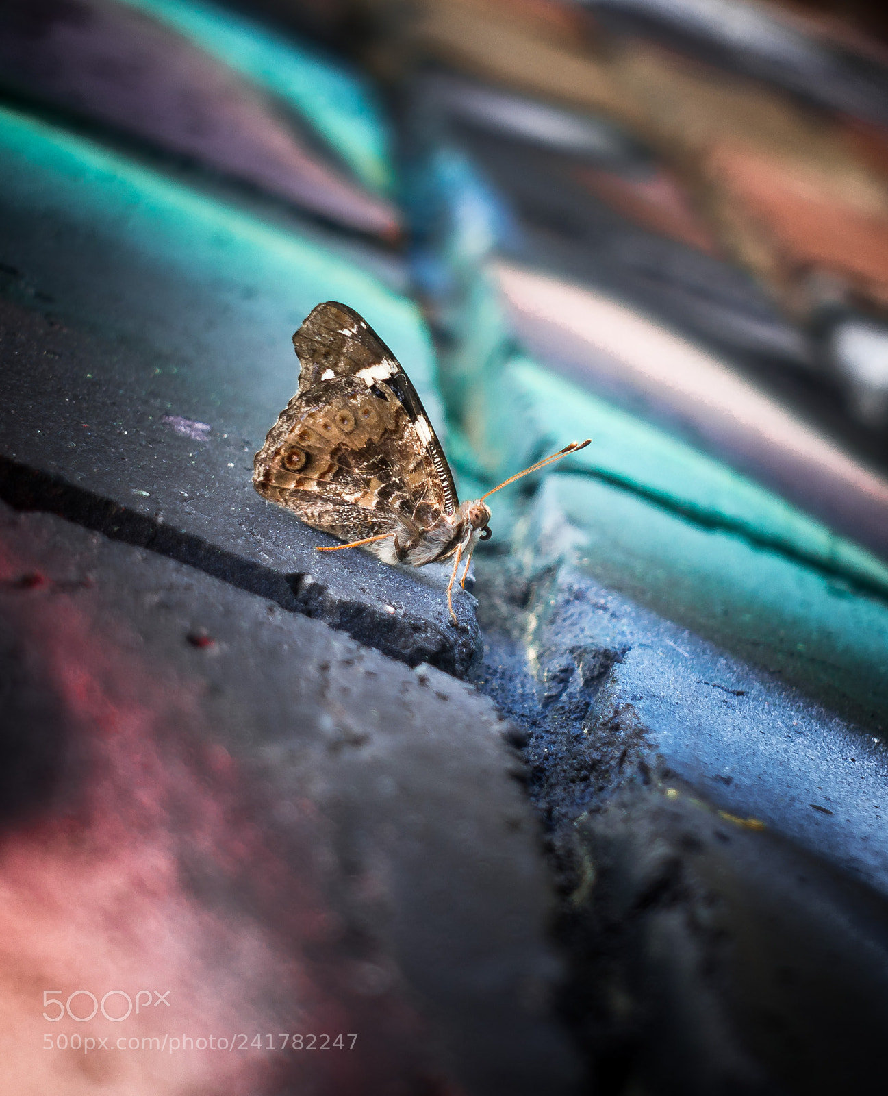 Sony Cyber-shot DSC-RX100 III sample photo. Street insect photography
