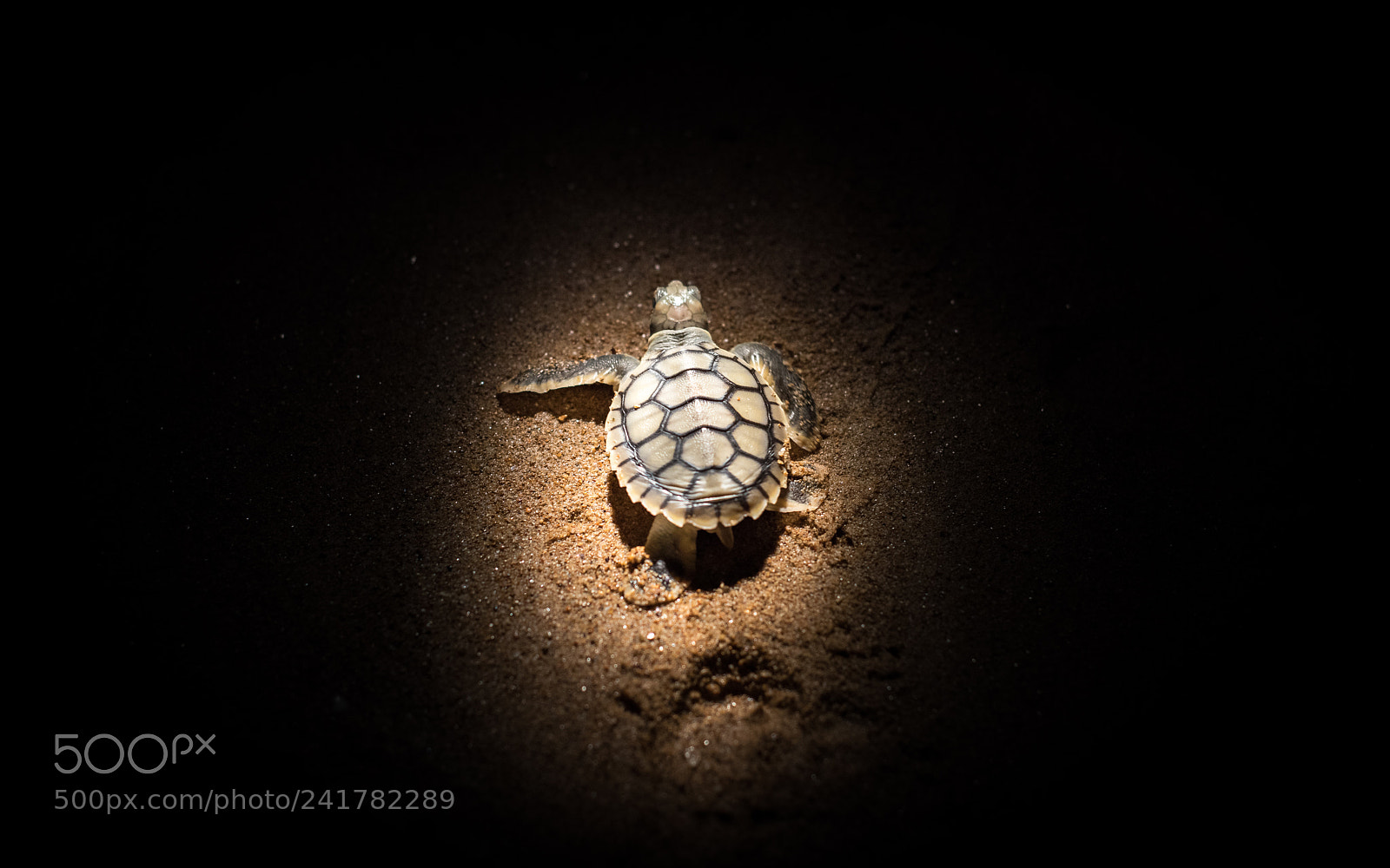 Nikon D810 sample photo. Turtle hatchling trekking at photography