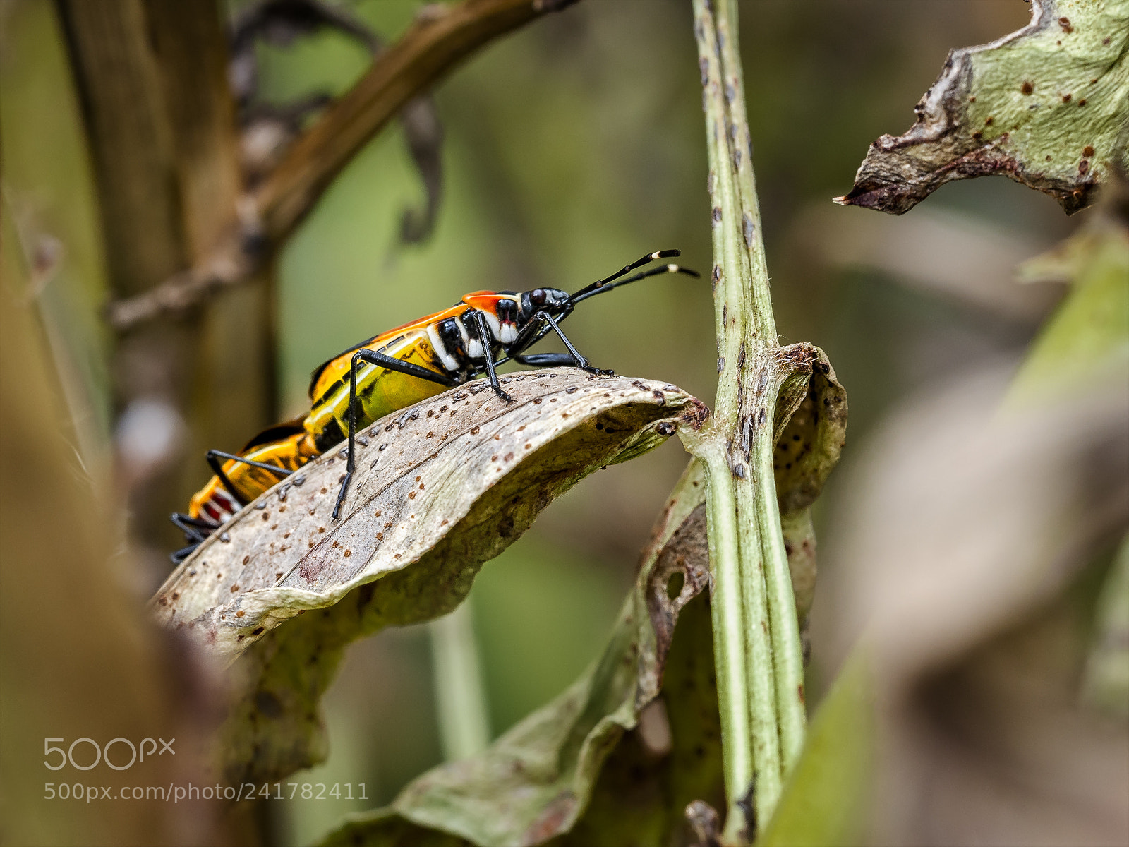 Olympus OM-D E-M5 sample photo. Harlequin bug #4 photography
