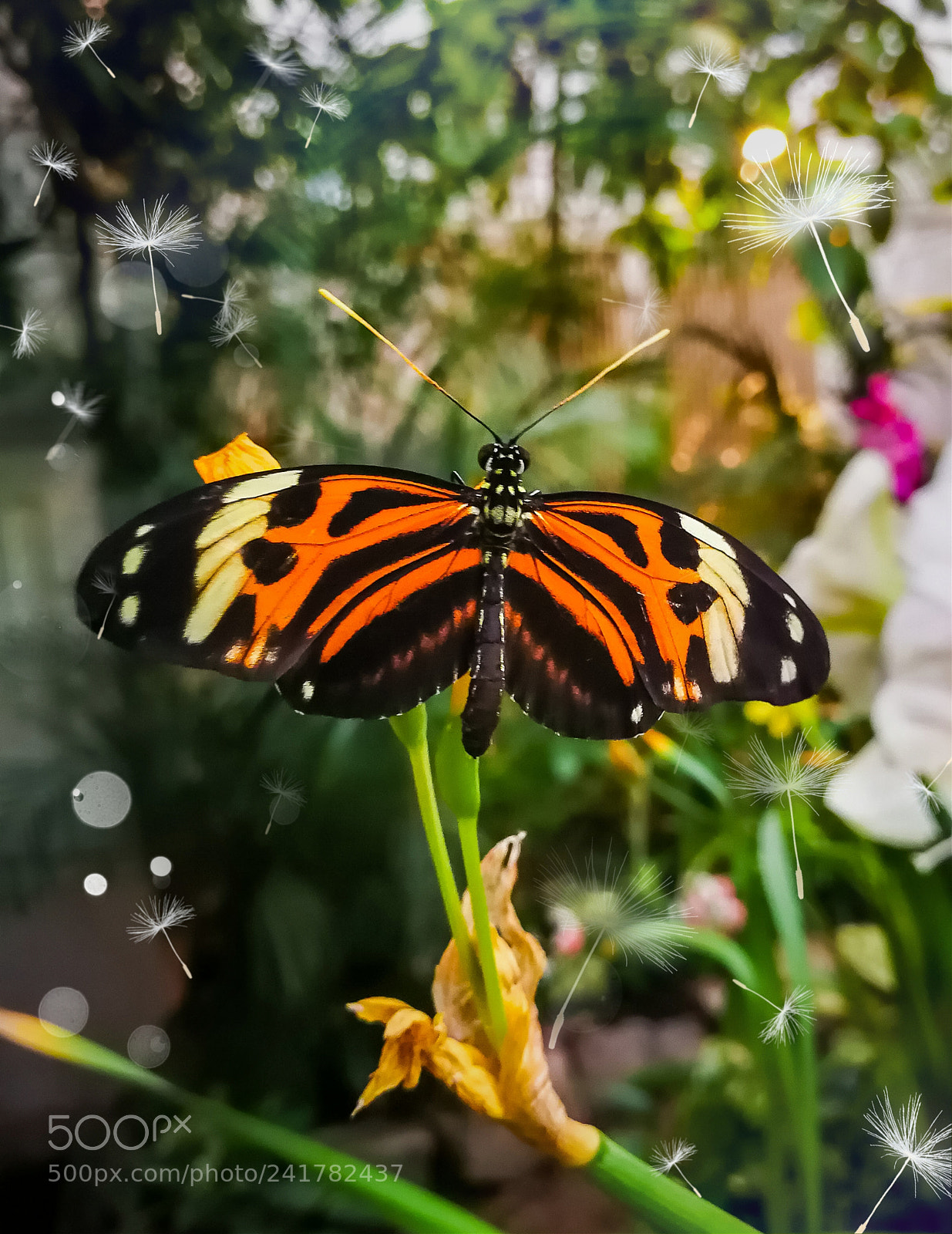 HUAWEI Mate 9 sample photo. Untitled photography