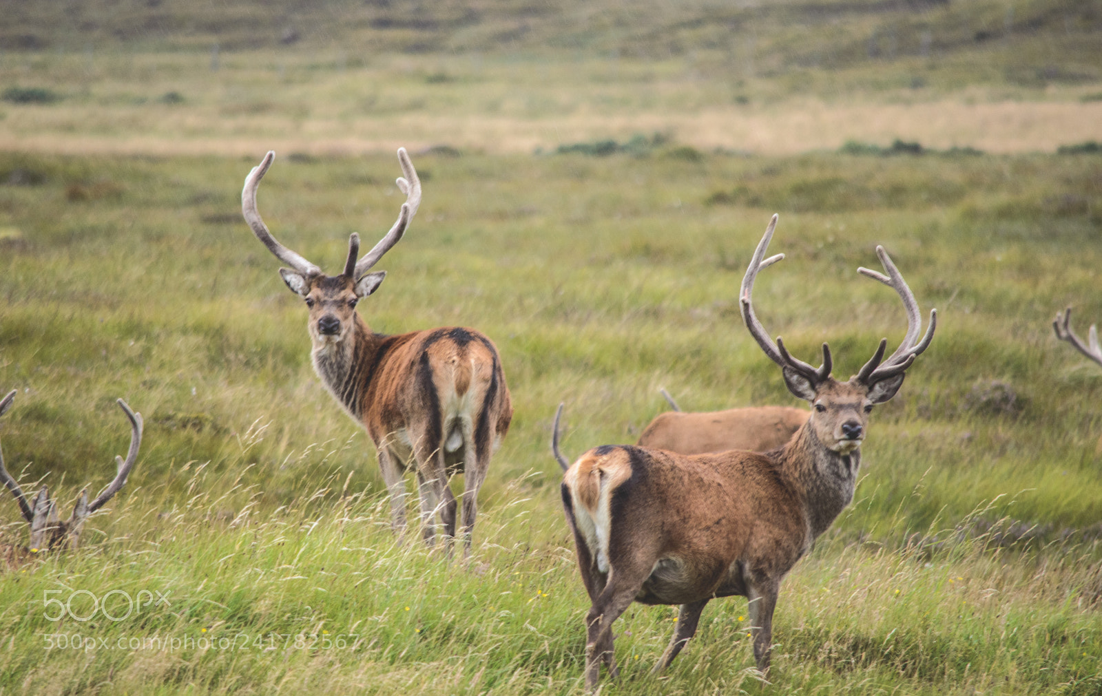 Nikon D3200 sample photo. Scottish red deer photography