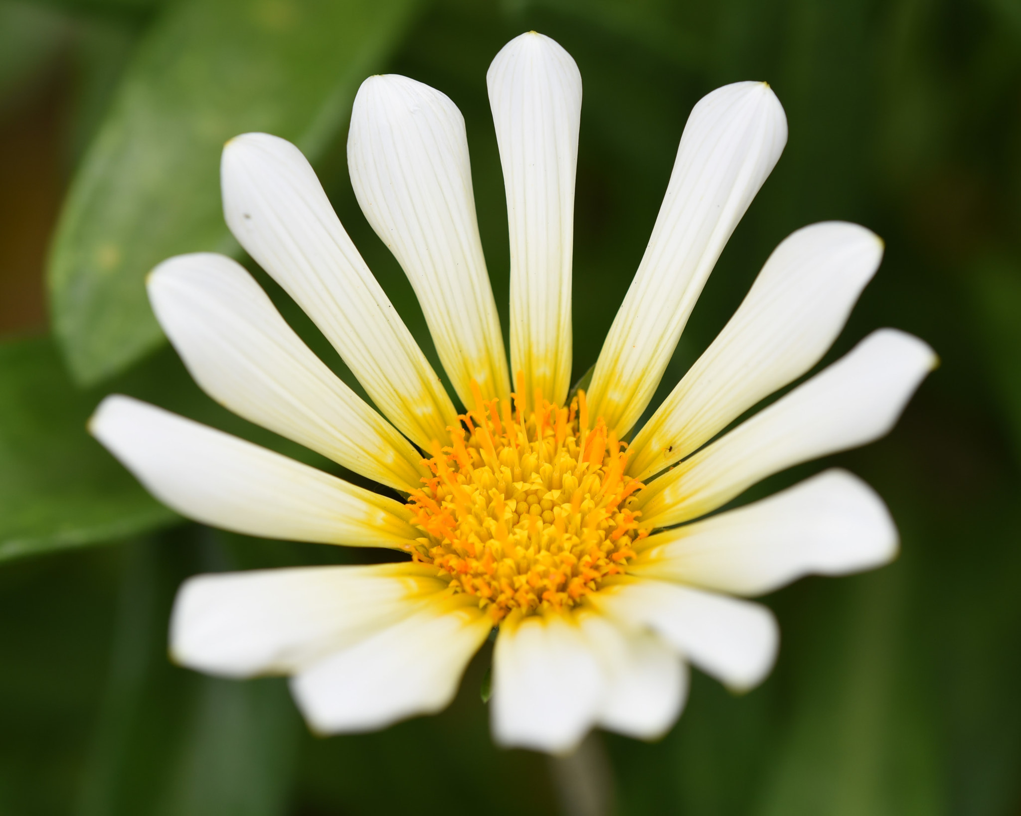 Nikon AF Micro-Nikkor 200mm F4D ED-IF sample photo. White flower photography