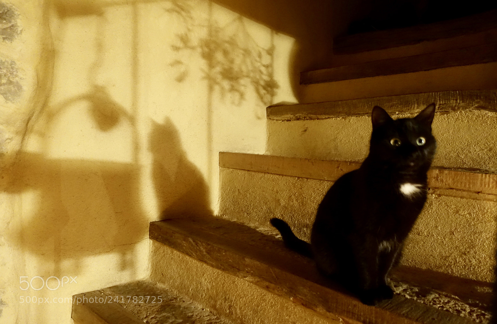 Sony Cyber-shot DSC-RX100 III sample photo. Fullsizeoutput e photography