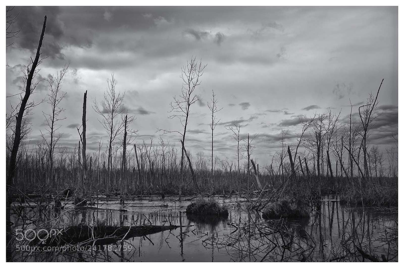 Nikon D700 sample photo. Untitled#1 photography