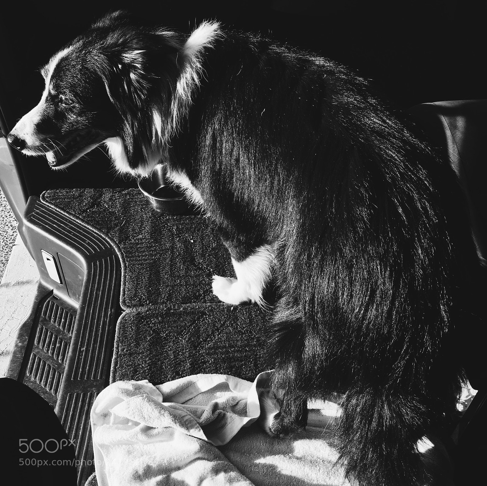 Apple iPhone 6s sample photo. Dog photography