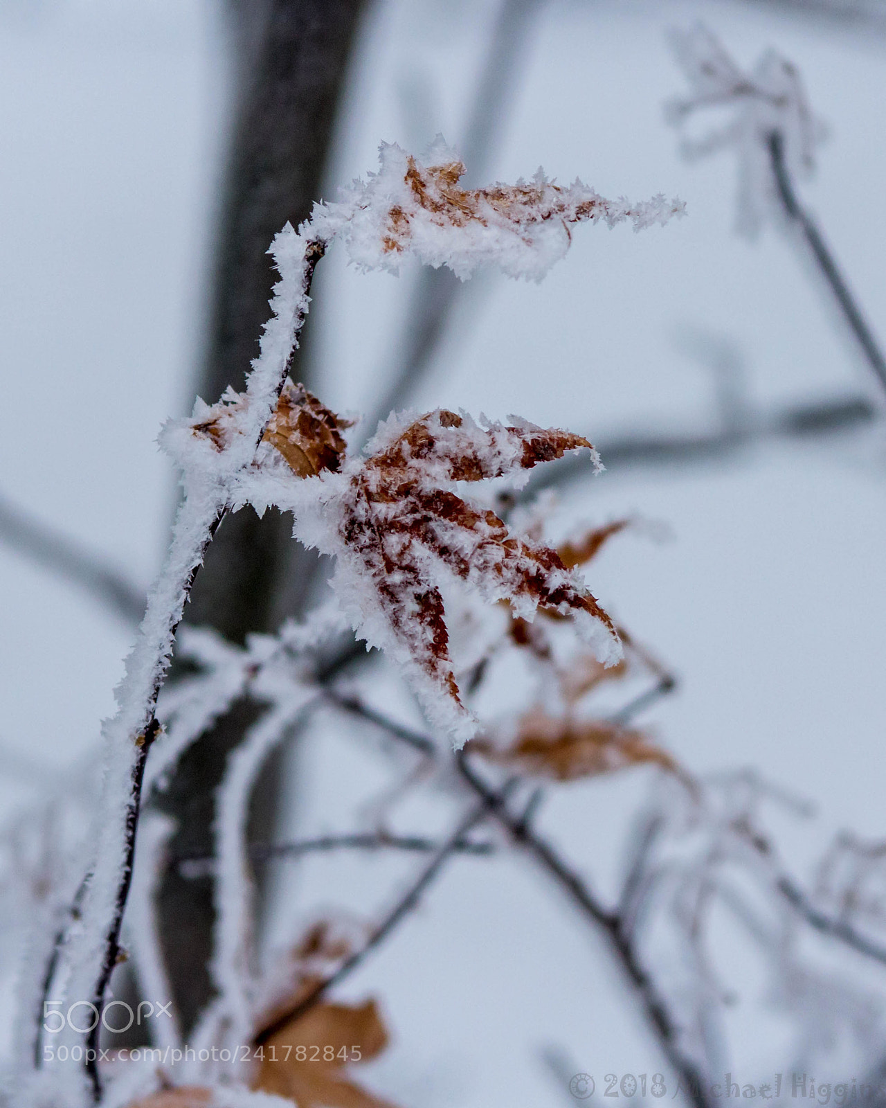 Canon EOS 1200D (EOS Rebel T5 / EOS Kiss X70 / EOS Hi) sample photo. A frosty start to photography