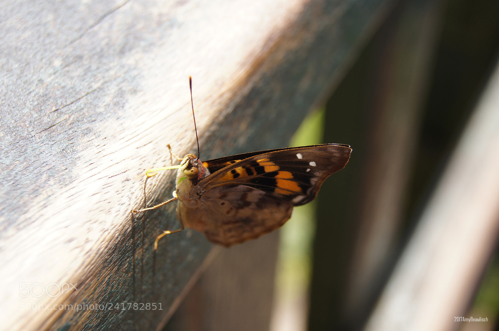 Sony SLT-A55 (SLT-A55V) sample photo. Butterfly @ foz do iguacu photography
