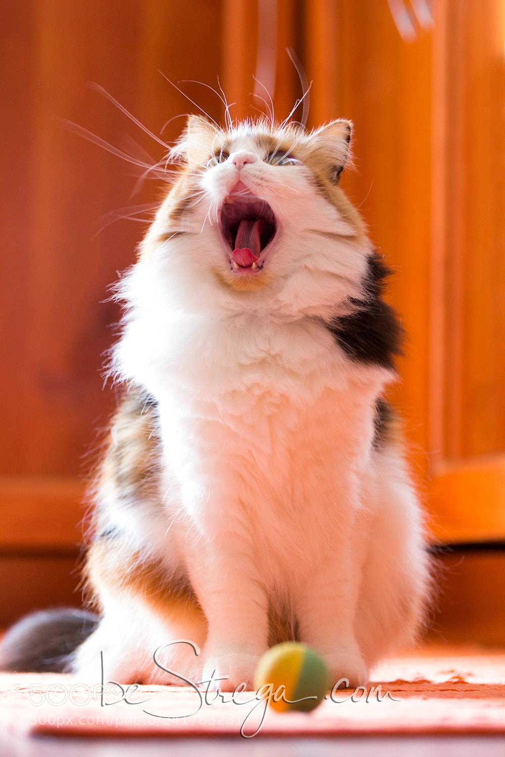 Canon EOS 60D sample photo. Miao ? photography