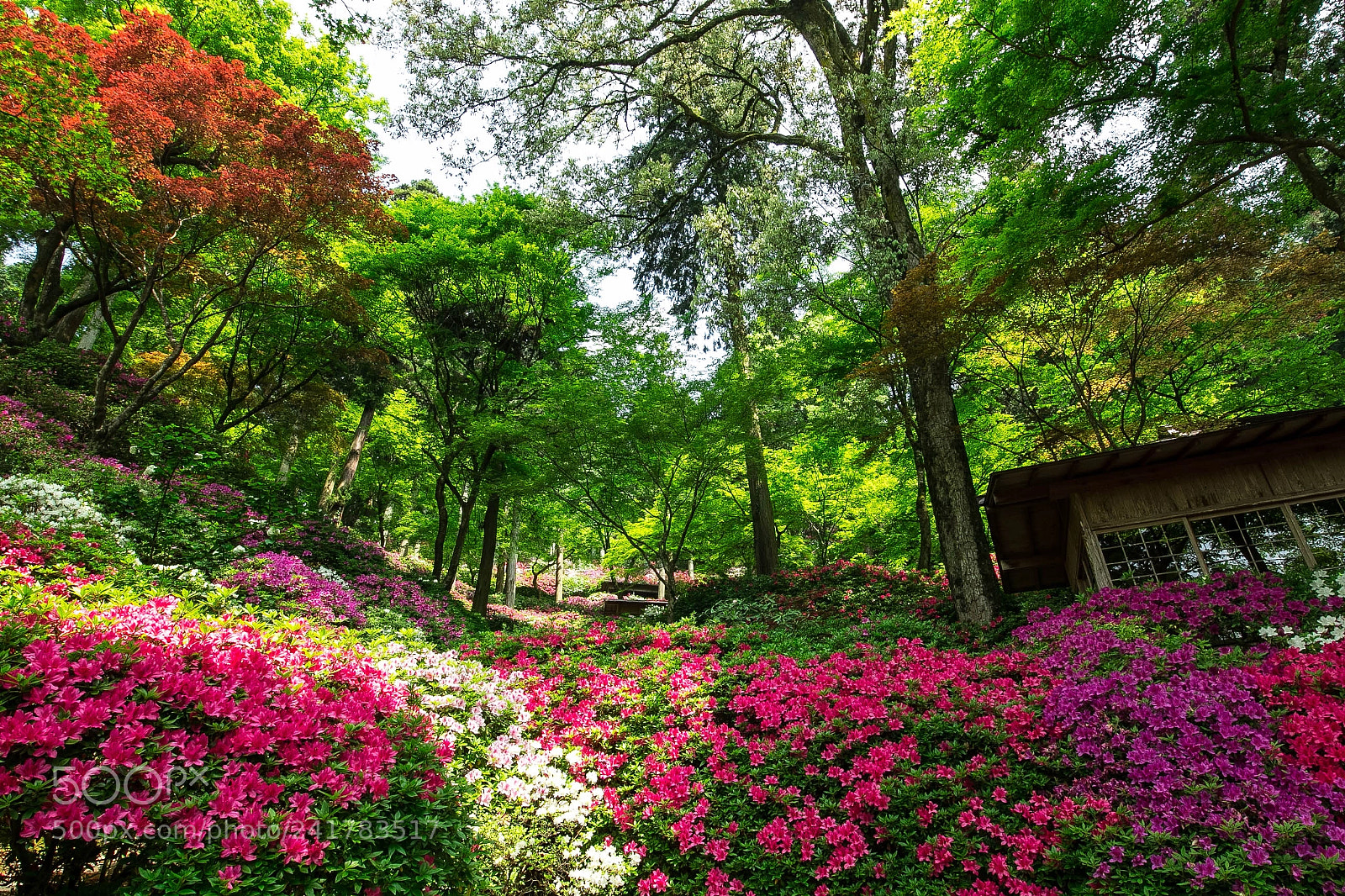 Canon EOS 60D sample photo. 躑躅寺 photography