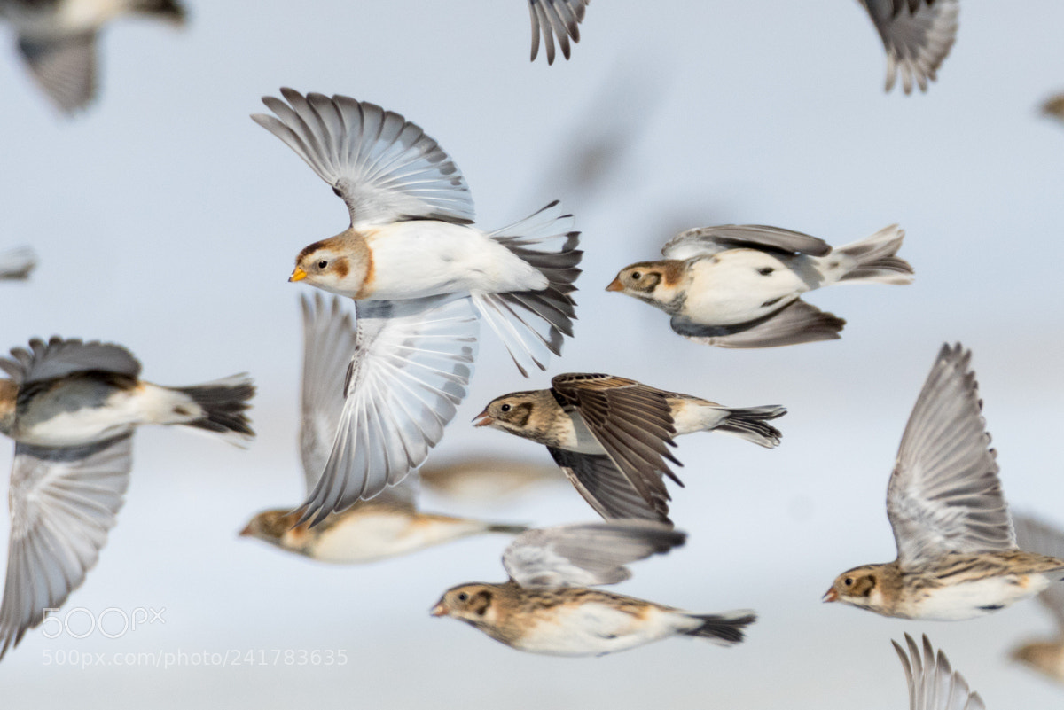 Nikon D500 sample photo. Snow bunting and lapland photography