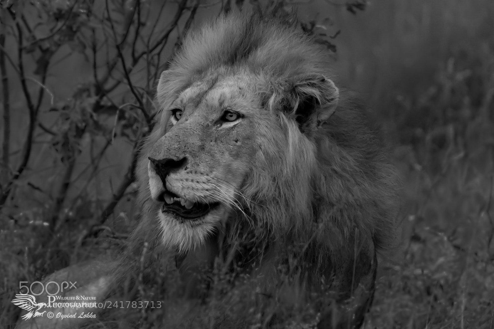 Canon EOS-1D X Mark II sample photo. Lion in black and photography
