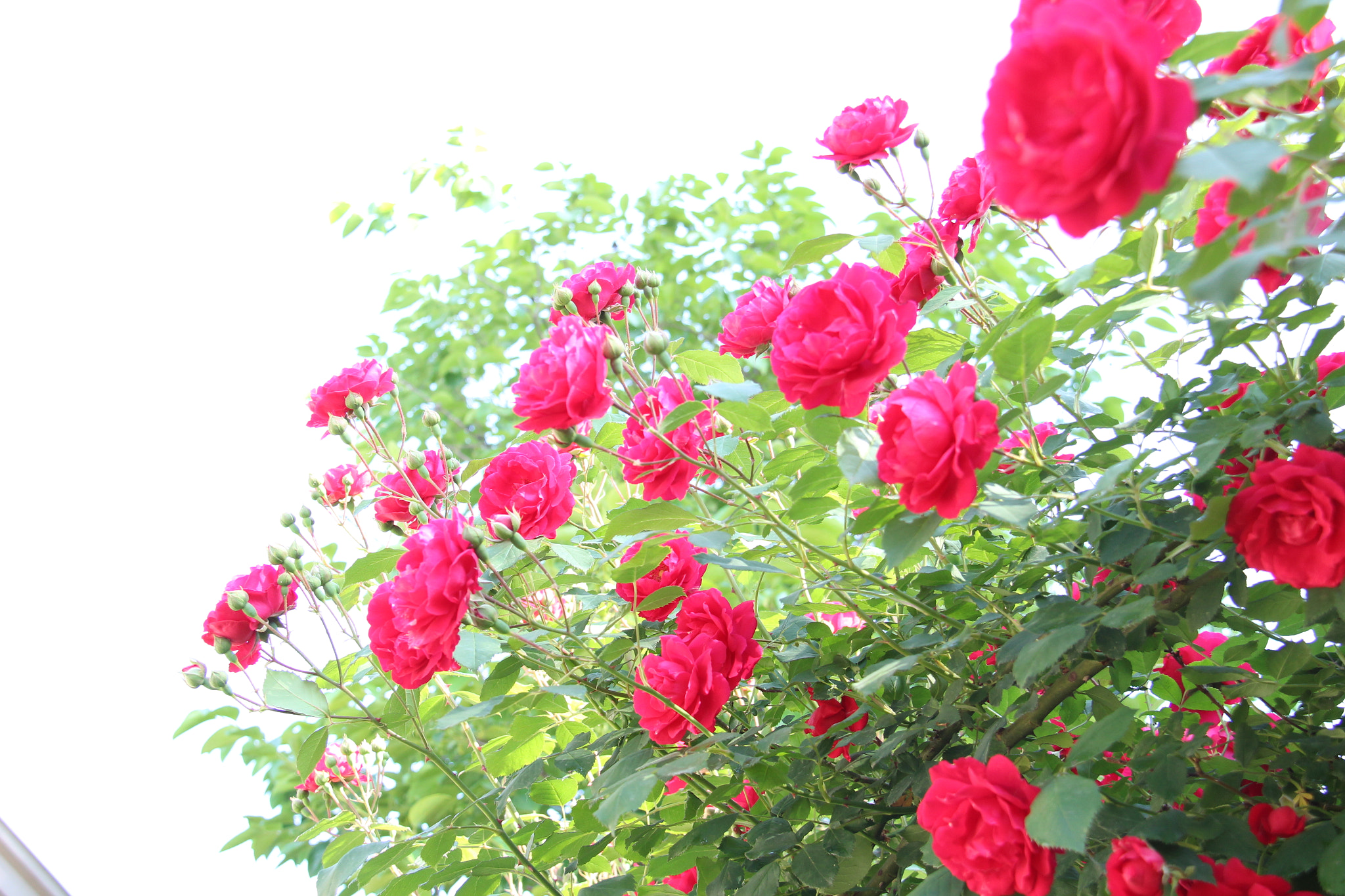Canon EF-S 18-200mm F3.5-5.6 IS sample photo. Img photography