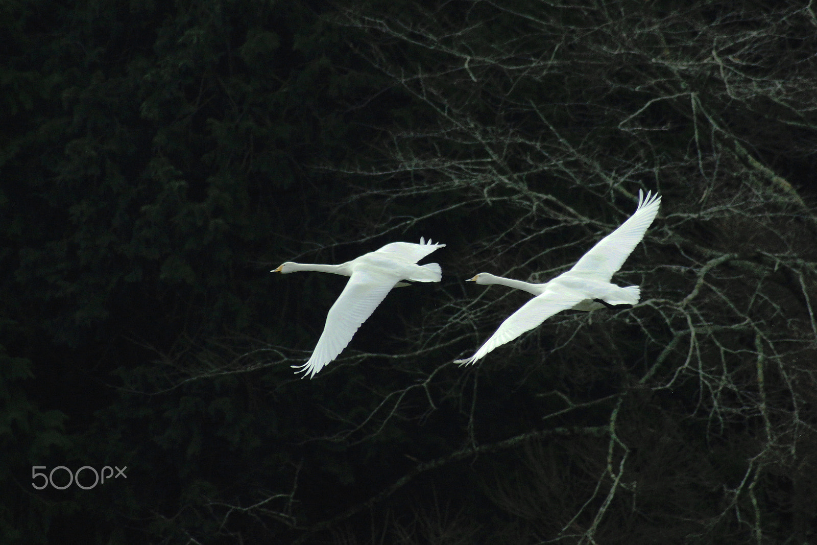 Minolta AF 100-400mm F4.5-6.7 APO sample photo. (pair flight) photography