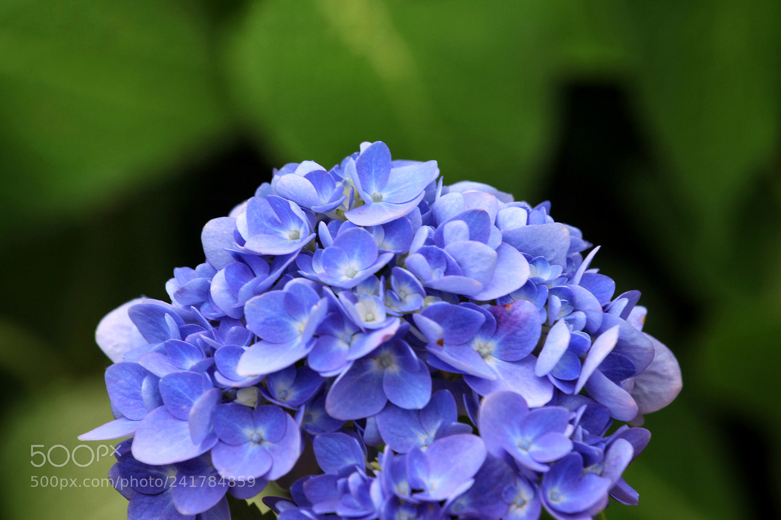 Canon EOS 50D sample photo. Untitled photography