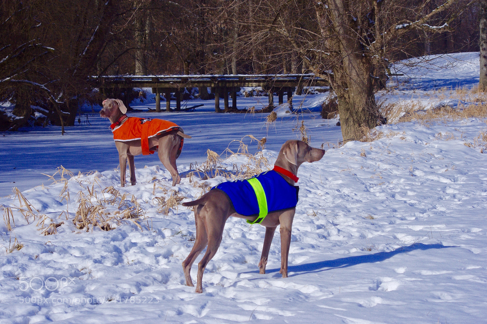 Pentax K-x sample photo. Luciano and gianna creekside photography