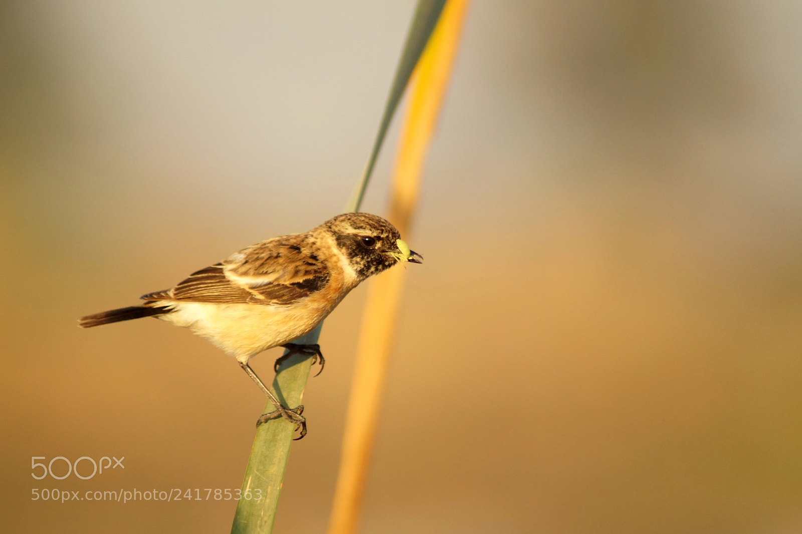 Sony SLT-A58 sample photo. Stonechat photography