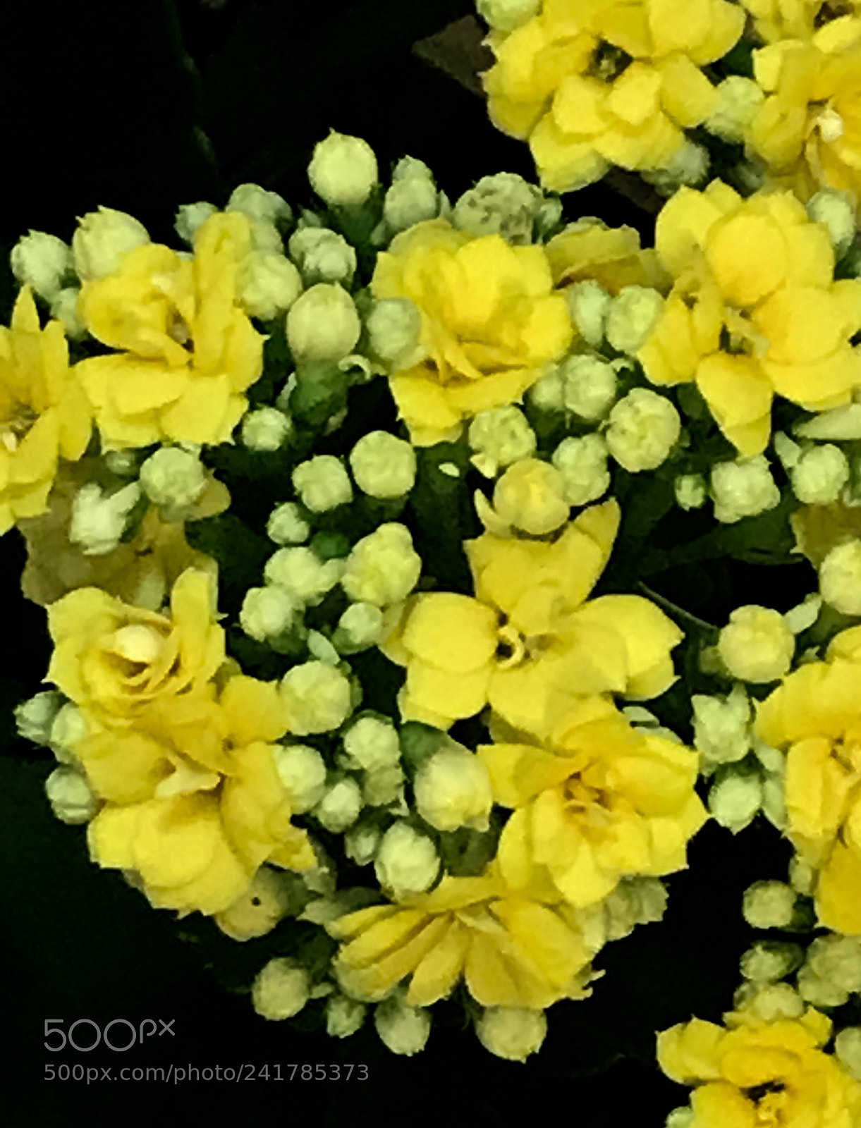 Apple iPhone 7 Plus sample photo. Yellow photography