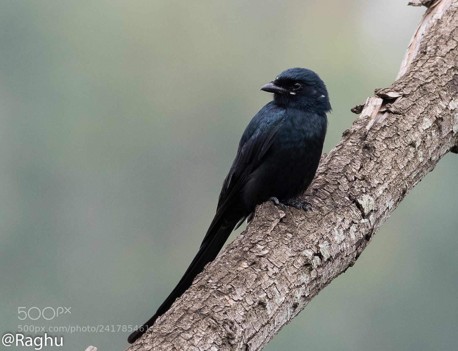 Nikon D500 sample photo. Black drongo photography