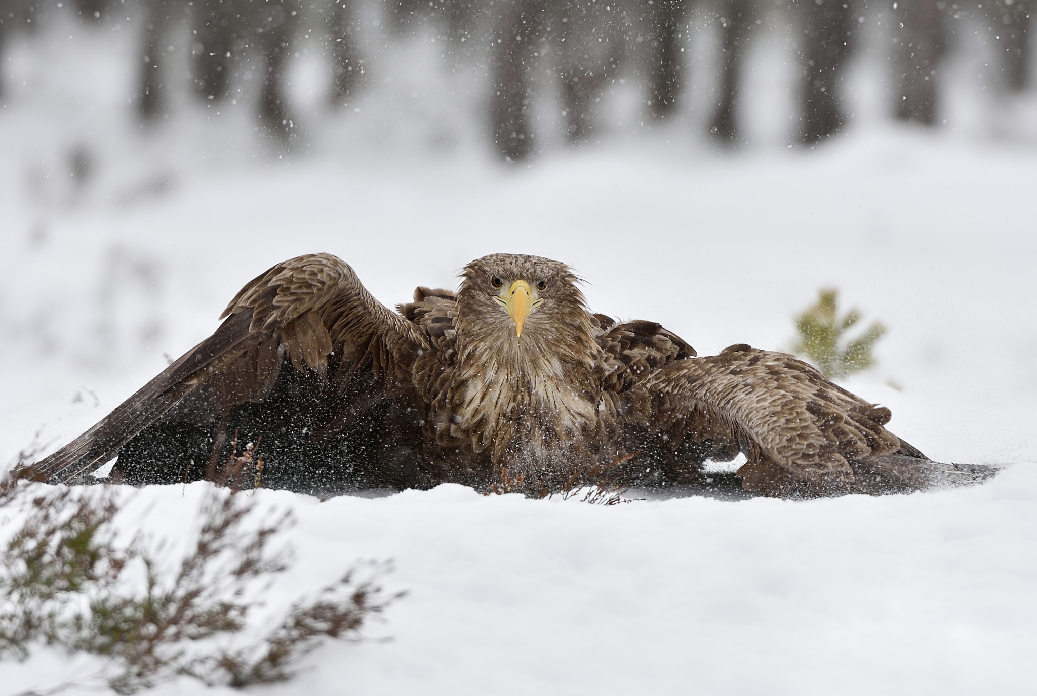 Nikon AF-S Nikkor 200-400mm F4G ED-IF VR sample photo. Heavy landing photography