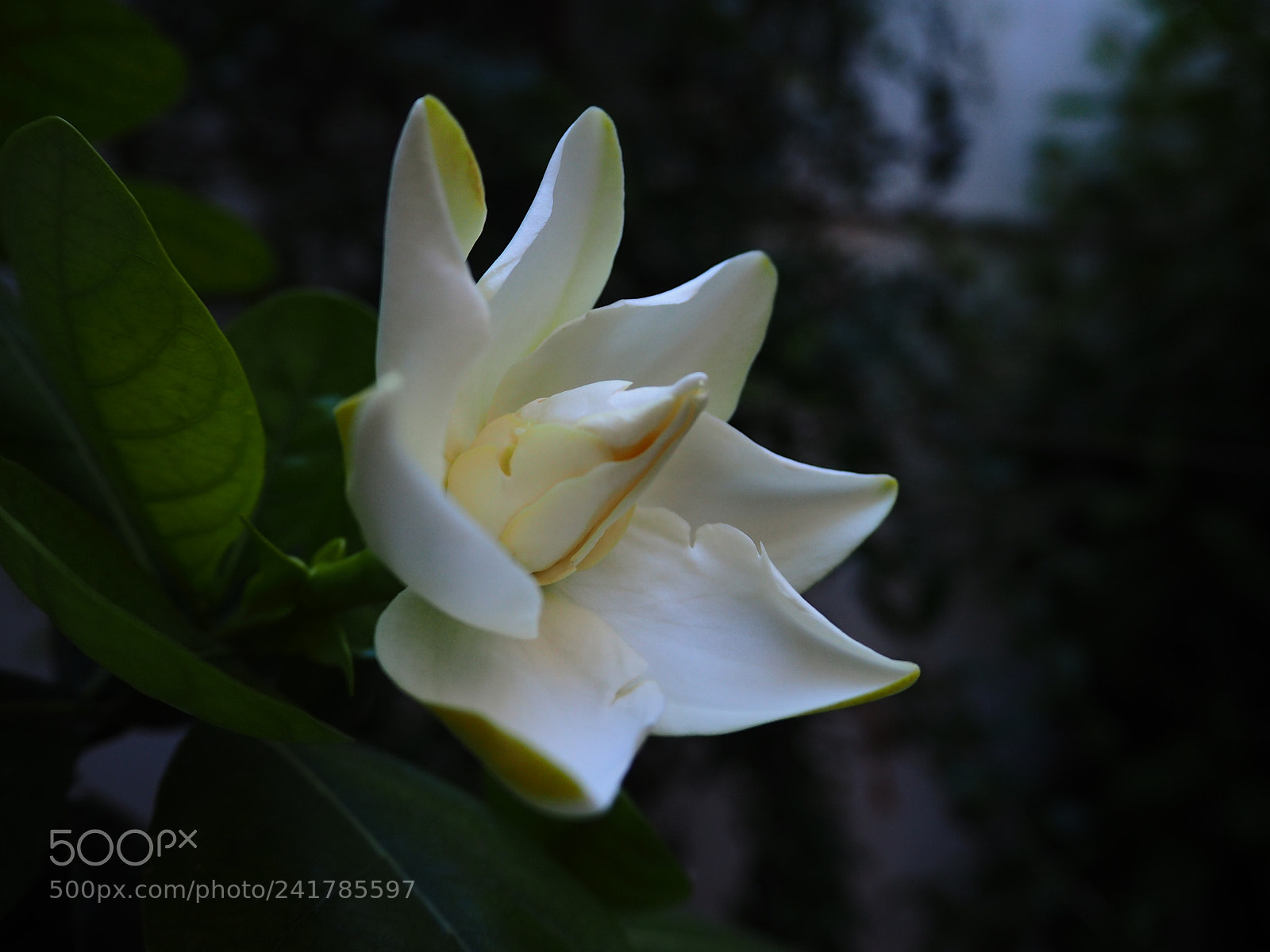 Olympus PEN E-PL7 sample photo. Beautiful by night photography