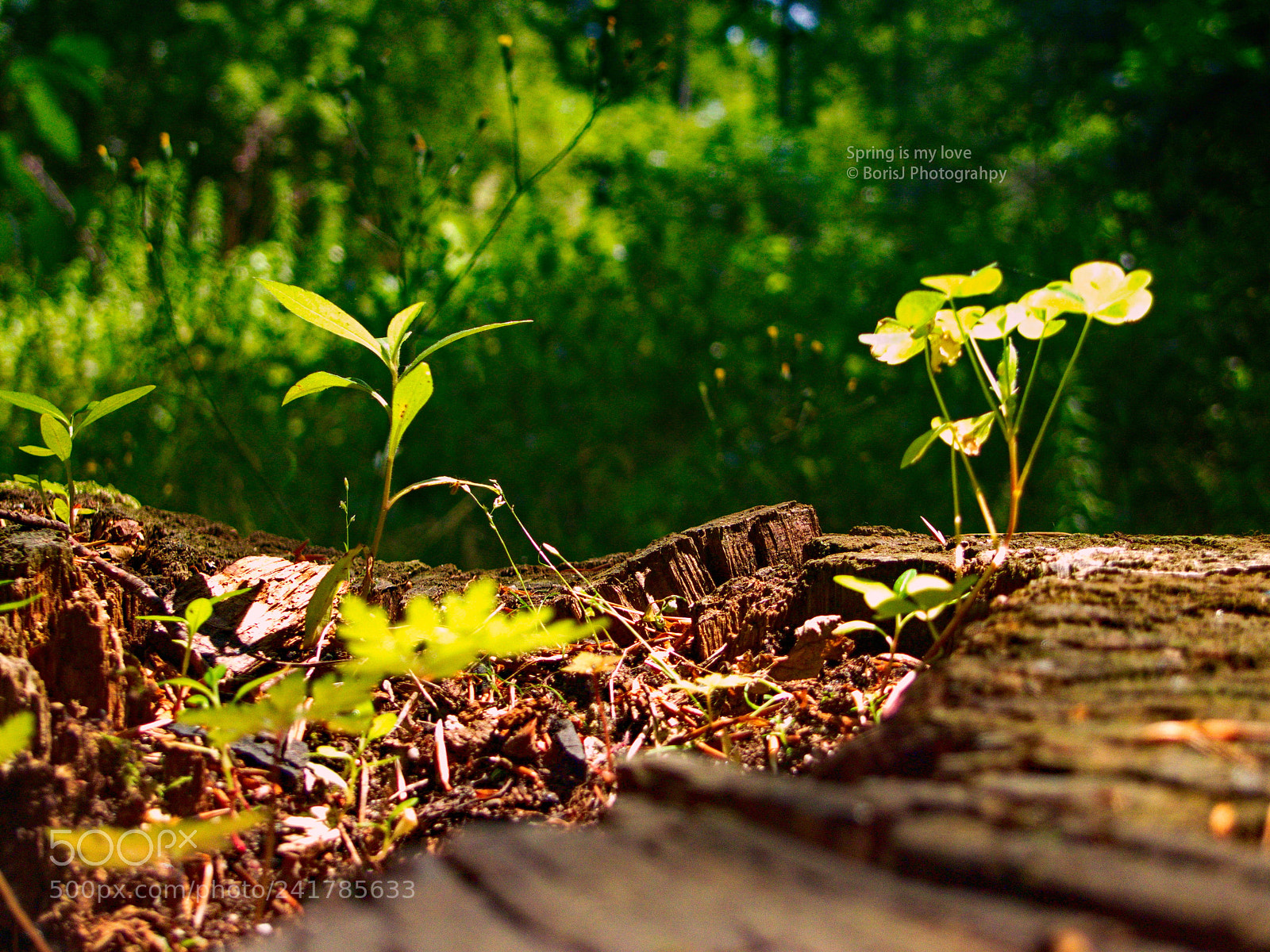 Panasonic Lumix DMC-LX3 sample photo. Spring is my love photography