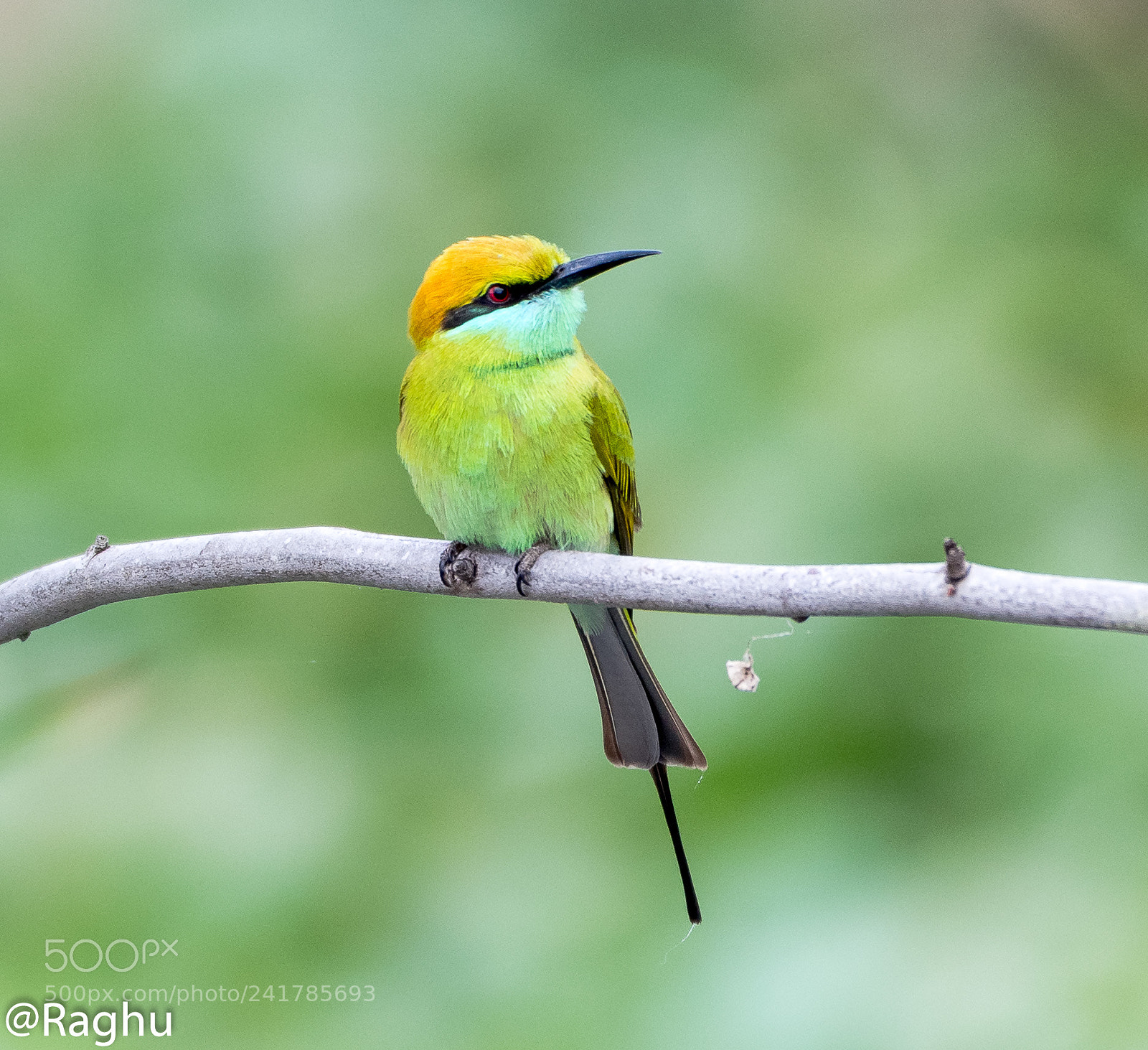 Nikon D500 sample photo. Green beeeater photography