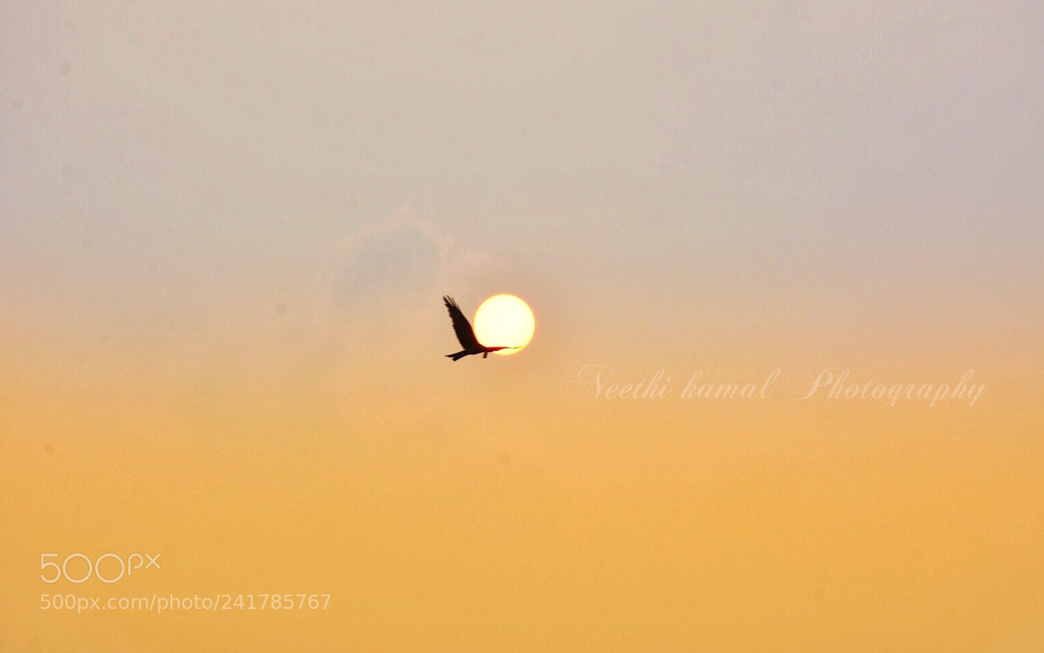 Nikon D7100 sample photo. Sun and eagle photography