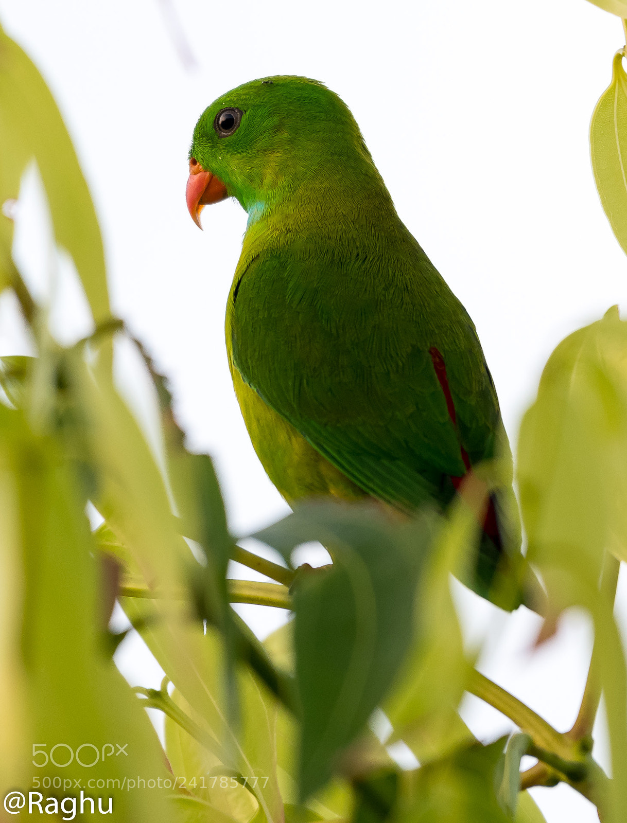 Nikon D500 sample photo. Indian lorikeet photography