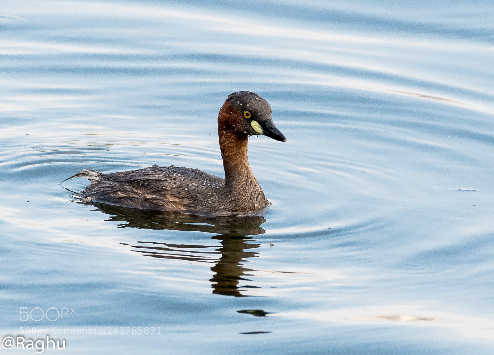 Nikon D500 sample photo. Little grebe photography