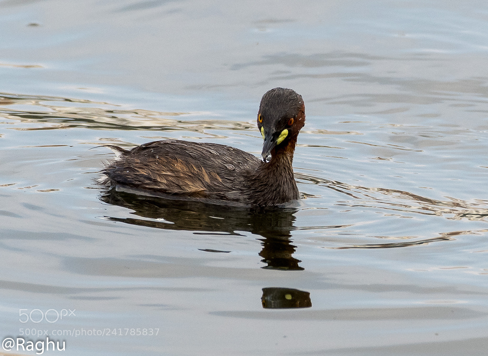 Nikon D500 sample photo. Little grebe photography