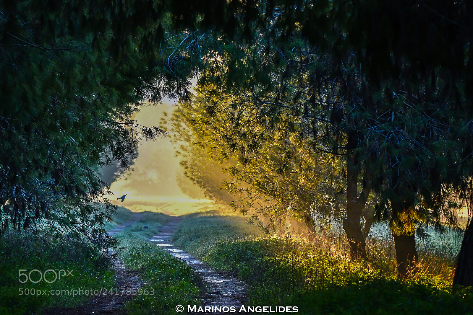 Nikon D500 sample photo. Forrest path photography