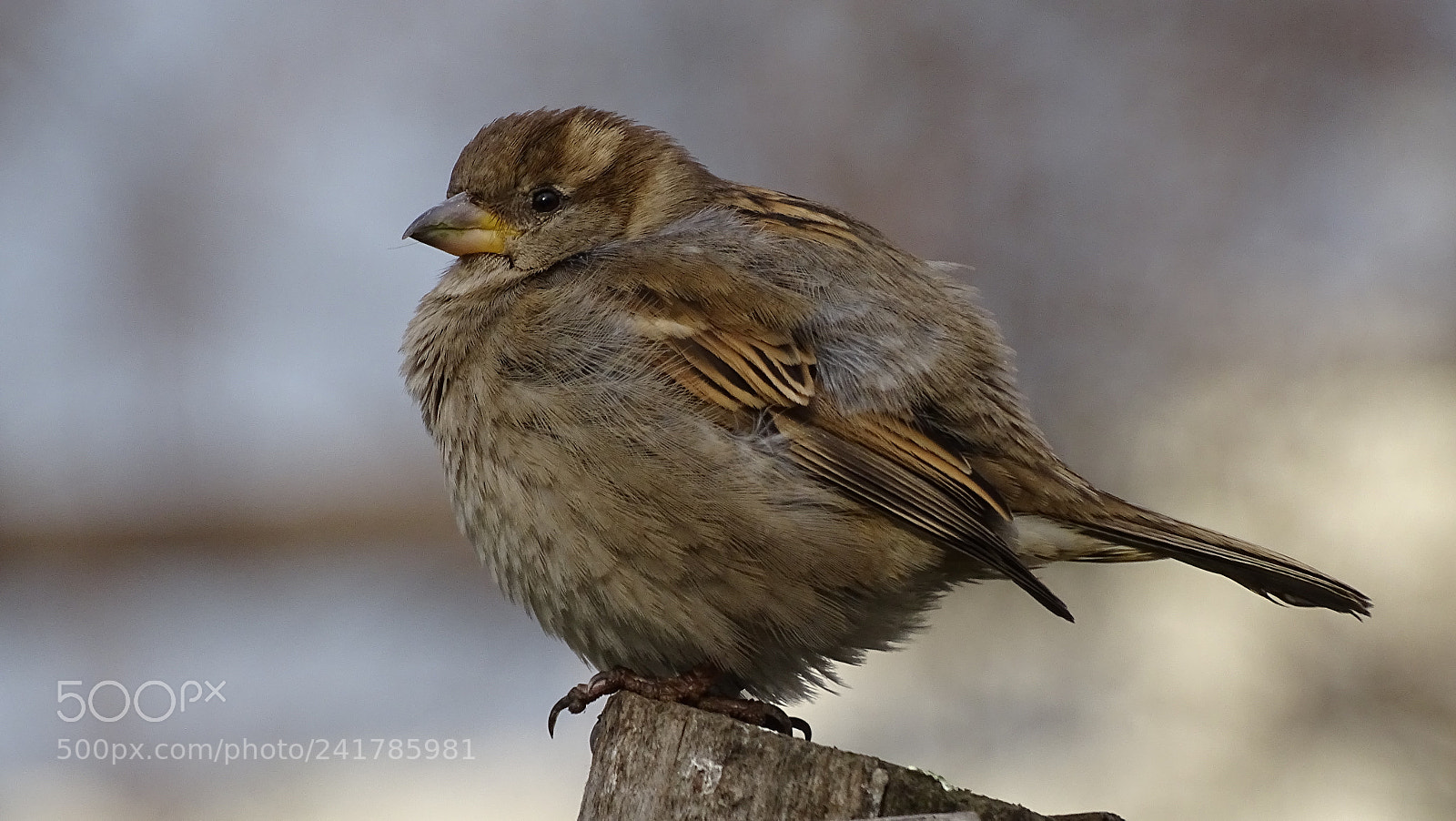 Sony Cyber-shot DSC-HX400V sample photo. Cute little sparrow photography