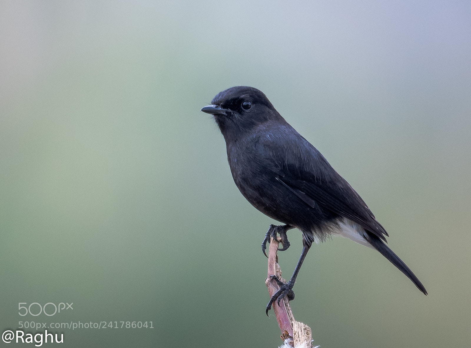 Nikon D500 sample photo. Pied bushchat photography