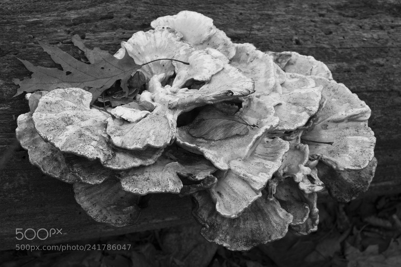 Pentax K-1 sample photo. Fungi photography