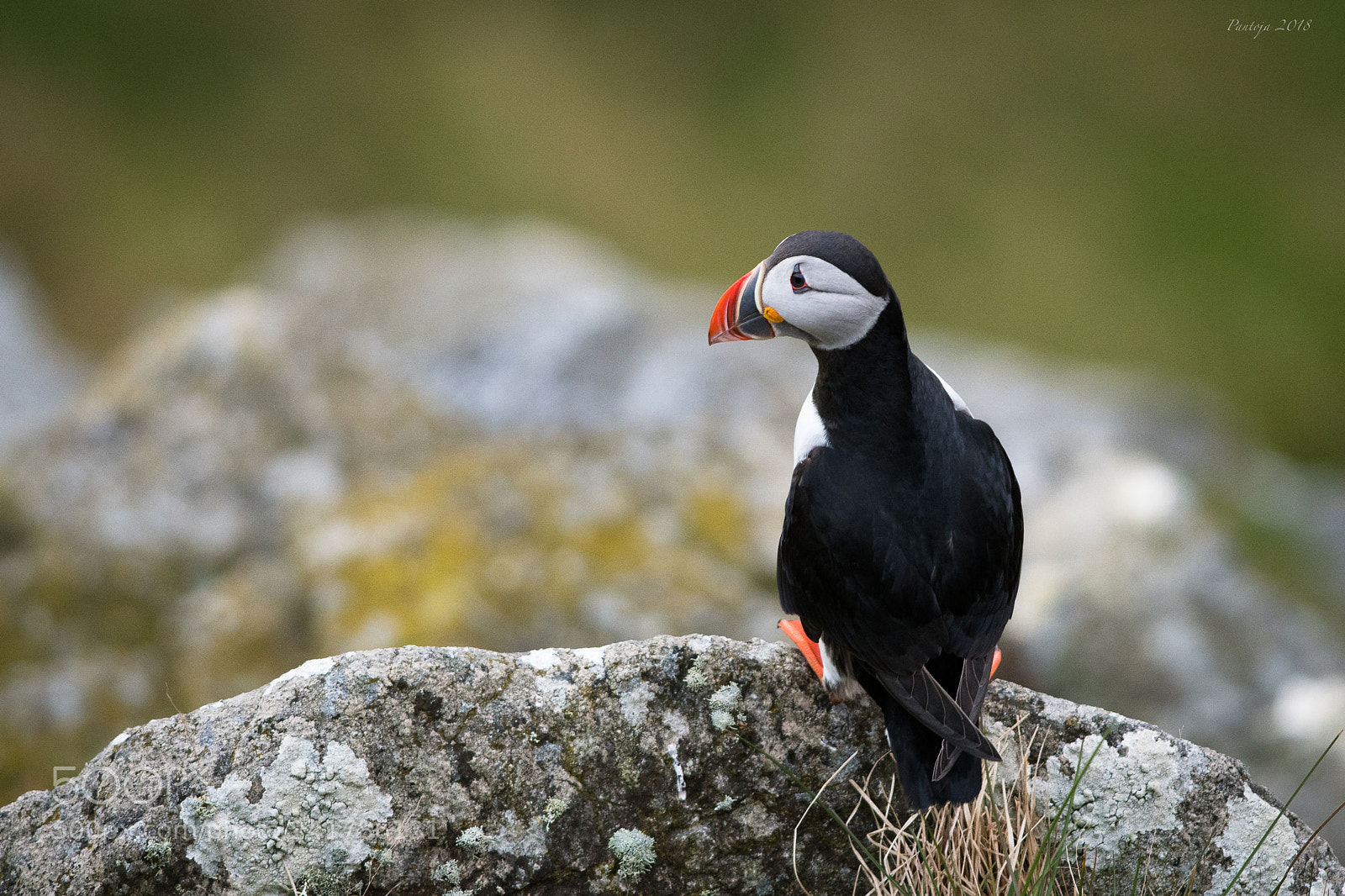 Nikon D500 sample photo. Puffin photography