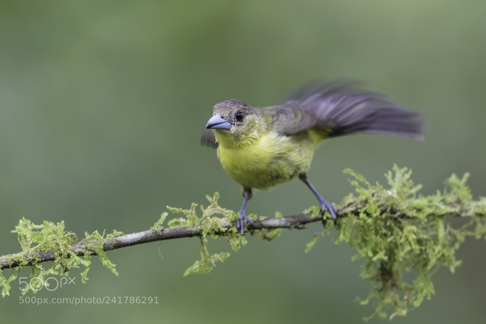 Nikon D850 sample photo. Flame rumped tanager photography