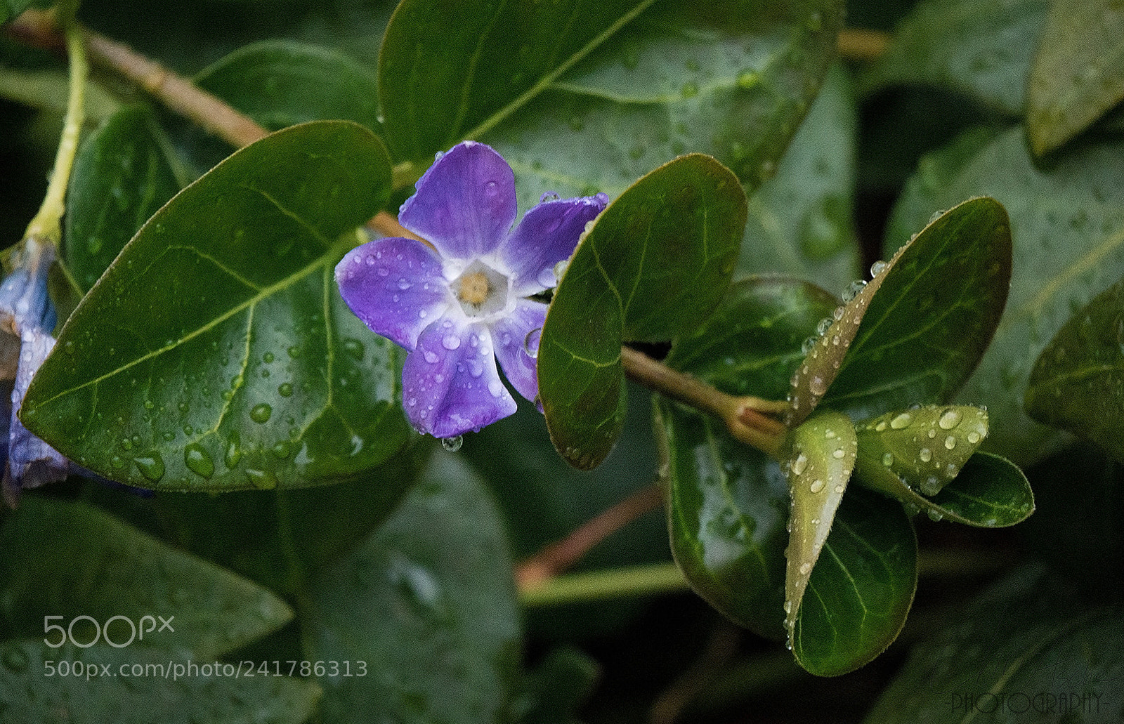 Panasonic Lumix DMC-G7 sample photo. Little purple flower photography