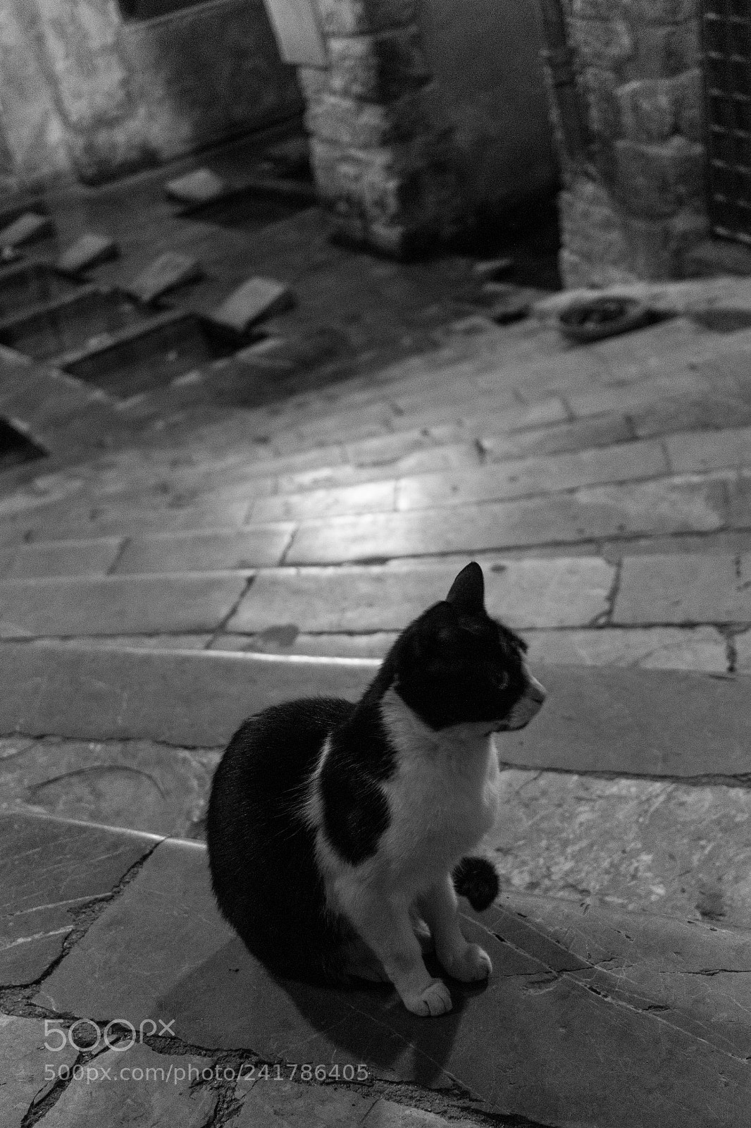 Canon EOS 100D (EOS Rebel SL1 / EOS Kiss X7) sample photo. Medieval cat photography