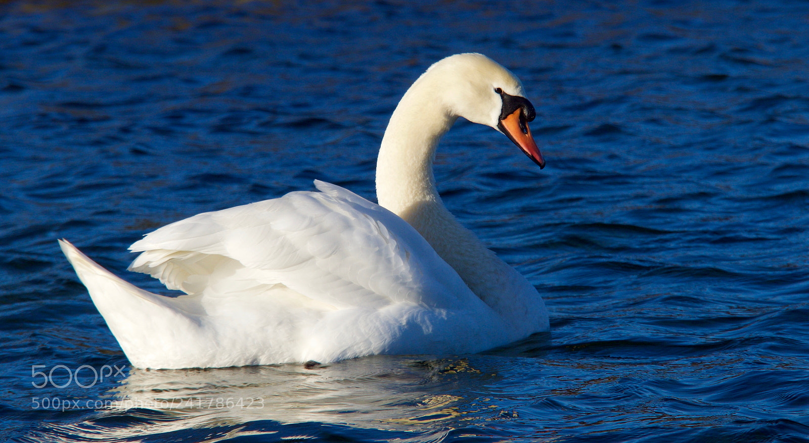 Olympus OM-D E-M10 II sample photo. Swan photography
