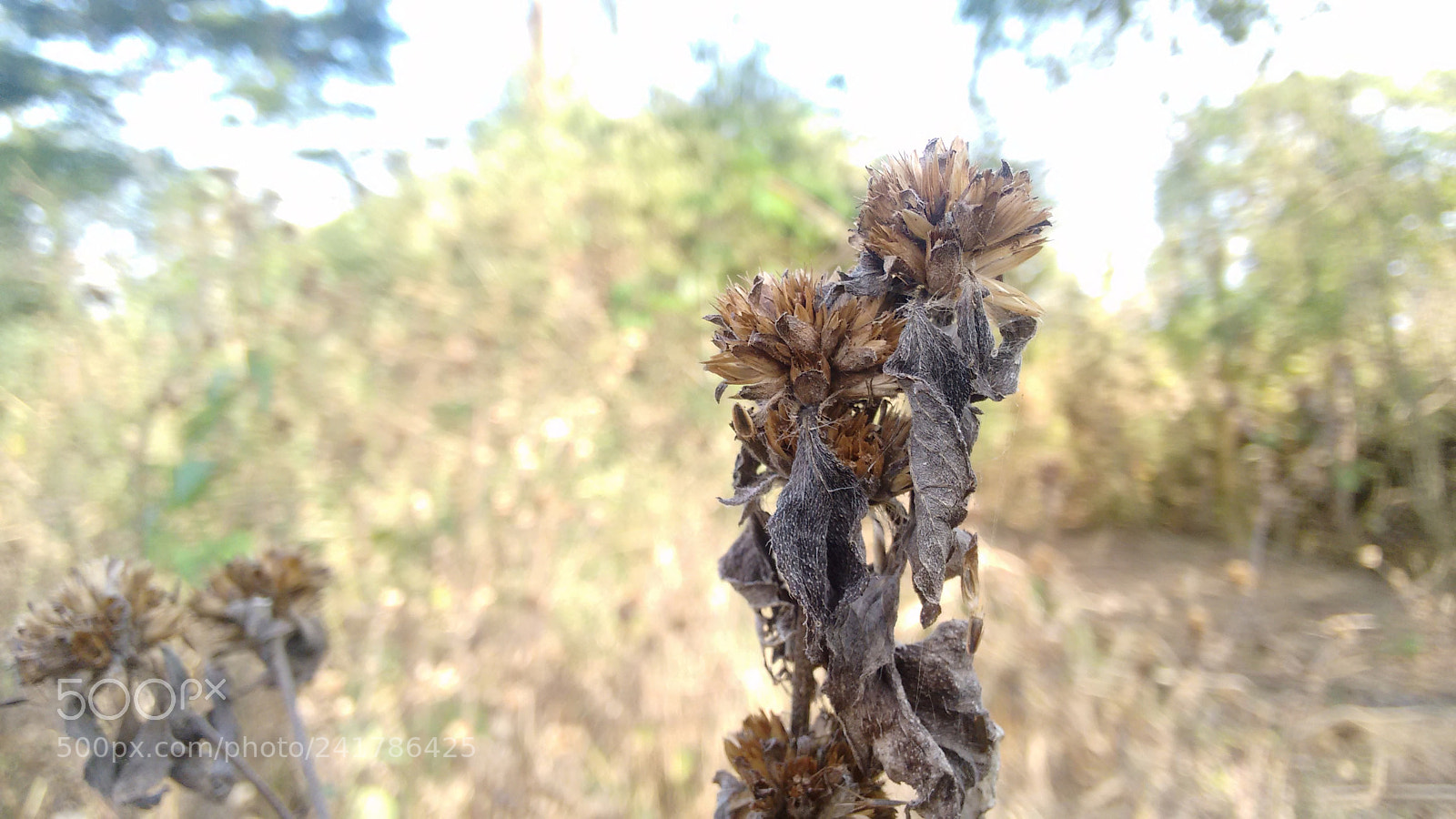 Motorola Moto G (2nd Gen) sample photo. Seco photography