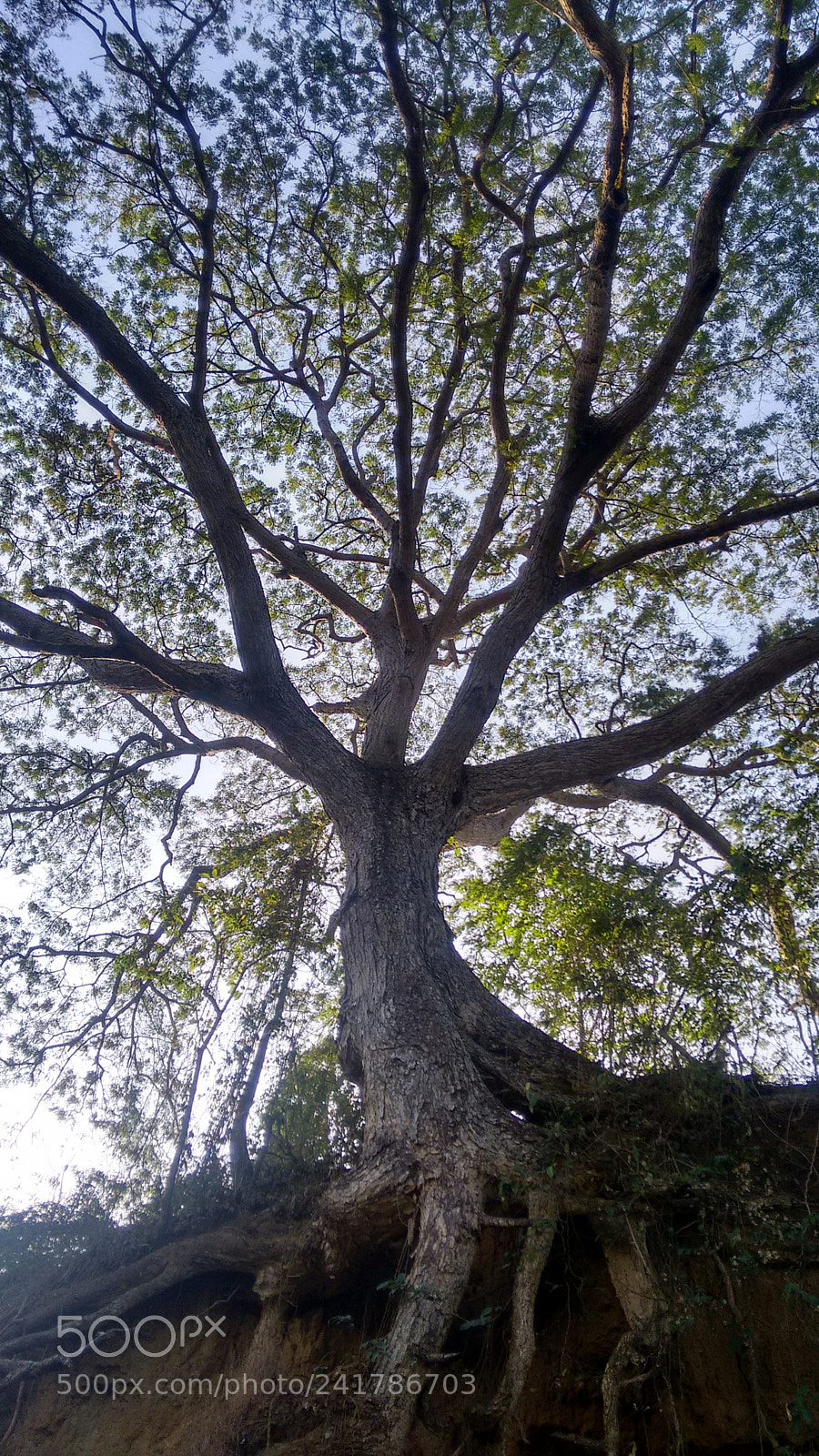 Motorola Moto G (2nd Gen) sample photo. Árbol de la vida photography