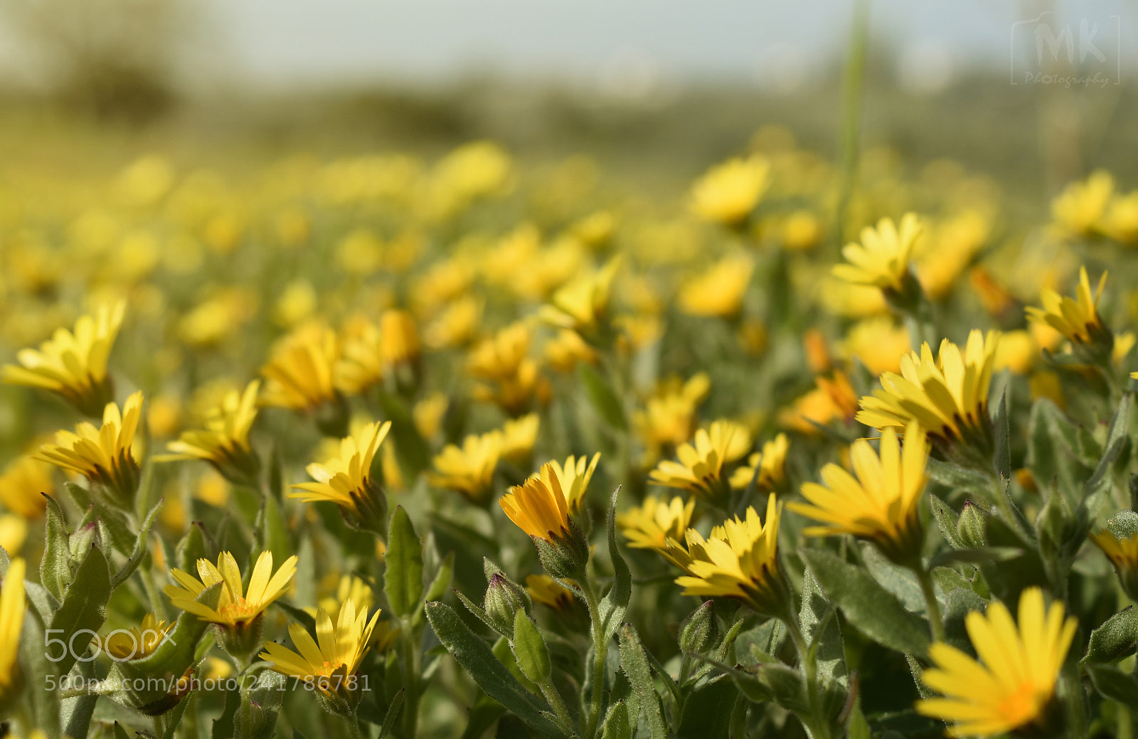 Nikon D3400 sample photo. Yellow photography